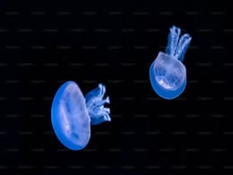 Comb Jellies Exhibit Rare Ability to Revert from Adult to Juvenile Form Comb Jellies Exhibit Rare Ability to Revert from Adult to Juvenile Form