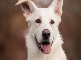 Dogs Demonstrate Intentional Communication Using Soundboards, Study Finds Dogs Demonstrate Intentional Communication Using Soundboards, Study Finds