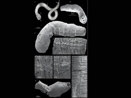 Fossils Reveal Evolution of Early Nervous Systems in Ecdysozoans Fossils Reveal Evolution of Early Nervous Systems in Ecdysozoans