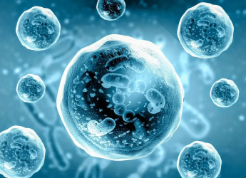 Memories Are Not Limited to Brain, New Study Claims