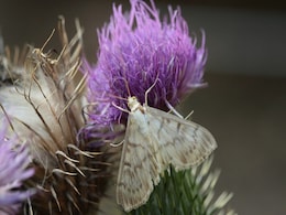 Drought-Stressed Plants Emit Sounds That Guide Moth Egg-Laying Choices Drought-Stressed Plants Emit Sounds That Guide Moth Egg-Laying Choices