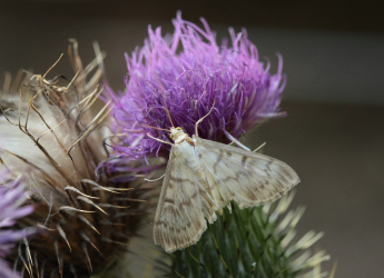 Drought-Stressed Plants Emit Sounds That Guide Moth Egg-Laying Choices