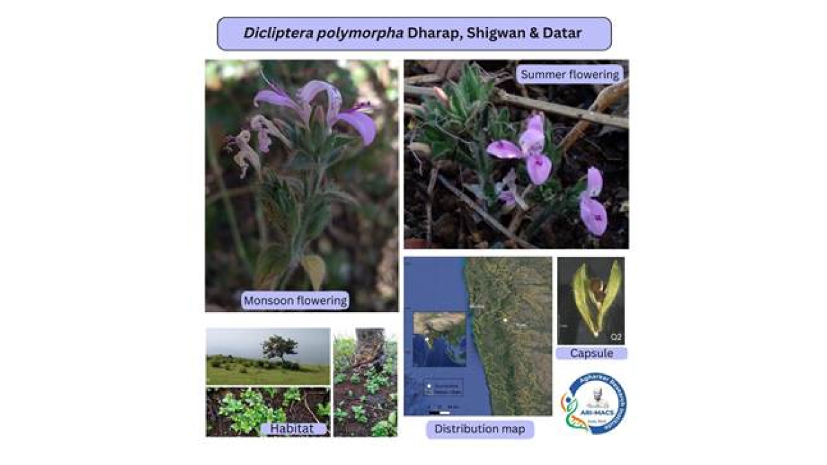 New Fire-Resilient Dicliptera Polymorpha Discovered in India&rsquo;s Western Ghats