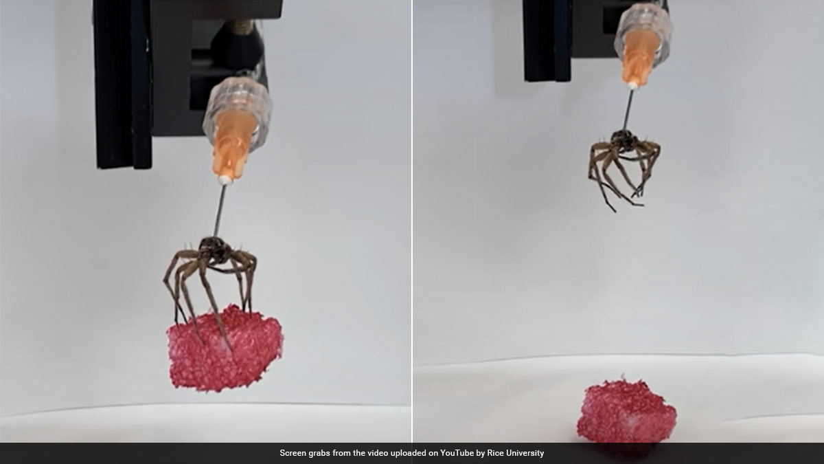 US Scientists Turn Dead Spiders Into Robots That Can Pick Different Objects