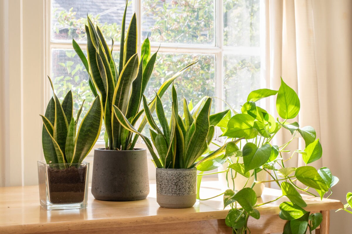 indoor desk plants