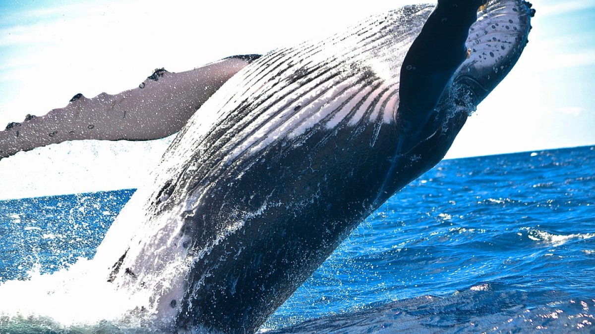 Humpback Whale&rsquo;s Unprecedented 8,000-Mile Migration Shatters Records
