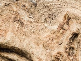 Australopithecines May Have Used Tools Over 3 Million Years Ago, Reveals New Study Australopithecines May Have Used Tools Over 3 Million Years Ago, Reveals New Study