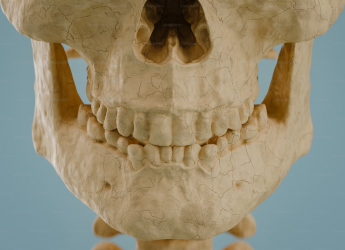 New Child Fossil Teeth Reveal Why Humans Developed an Unusually Long Childhood