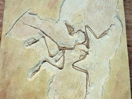Ancient Fossil Bird Skull Reveals Roots of Avian Intelligence, Finds New Study Ancient Fossil Bird Skull Reveals Roots of Avian Intelligence, Finds New Study