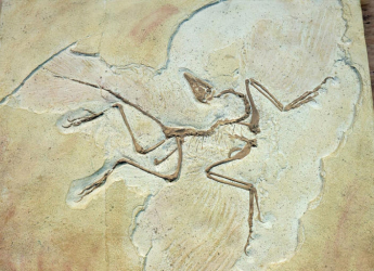 Ancient Fossil Bird Skull Reveals Roots of Avian Intelligence, Finds New Study