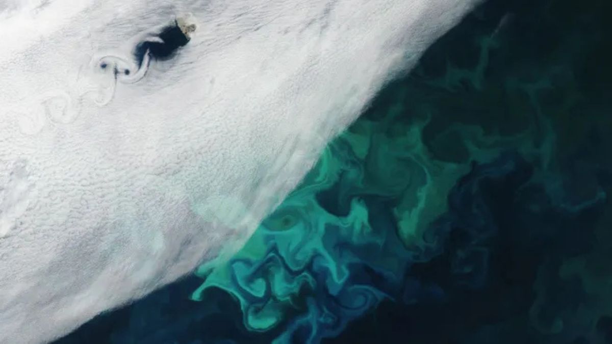 Satellite Captures Svalbard Bear Island's Rare Cloud Formations and Algal Bloom