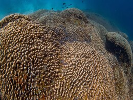 Scientists Discover World's Largest Coral Discovered in Solomon Islands Scientists Discover World's Largest Coral Discovered in Solomon Islands