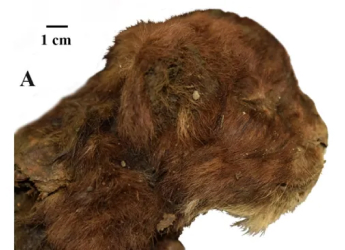 Saber-Toothed Kitten Preserved for 37,000 Years Found in Siberian Ice