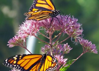 New Project Aims to Relocate Oyamel Fir Trees to Protect Monarch Butterflies