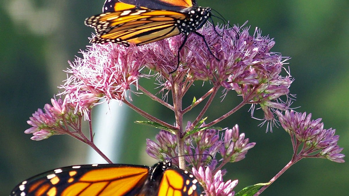 New Project Aims to Relocate Oyamel Fir Trees to Protect Monarch Butterflies