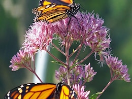 New Project Aims to Relocate Oyamel Fir Trees to Protect Monarch Butterflies New Project Aims to Relocate Oyamel Fir Trees to Protect Monarch Butterflies