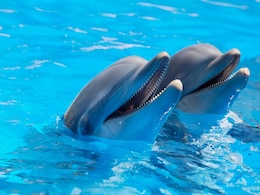Solitary Dolphin in Baltic Sea Talks to Himself, Researchers Think it's a Sign of Loneliness Solitary Dolphin in Baltic Sea Talks to Himself, Researchers Think it's a Sign of Loneliness