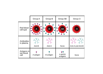 Understanding Blood Types: Rare Groups Beyond ABO and Rh Factor Explained