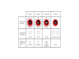 Understanding Blood Types: Rare Groups Beyond ABO and Rh Factor Explained Understanding Blood Types: Rare Groups Beyond ABO and Rh Factor Explained
