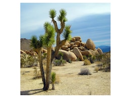 California Announces Plan to Protect Joshua Trees from Wildfires and Climate Change Threats California Announces Plan to Protect Joshua Trees from Wildfires and Climate Change Threats