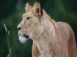 Mountain Lions in Los Angeles Are Turning Nocturnal Due to Humans Encroaching Their Habitat, Study Finds Mountain Lions in Los Angeles Are Turning Nocturnal Due to Humans Encroaching Their Habitat, Study Finds
