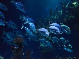 Animal Life Discovered Underground Near Hydrothermal Vents in the Deep Pacific Seabed Animal Life Discovered Underground Near Hydrothermal Vents in the Deep Pacific Seabed