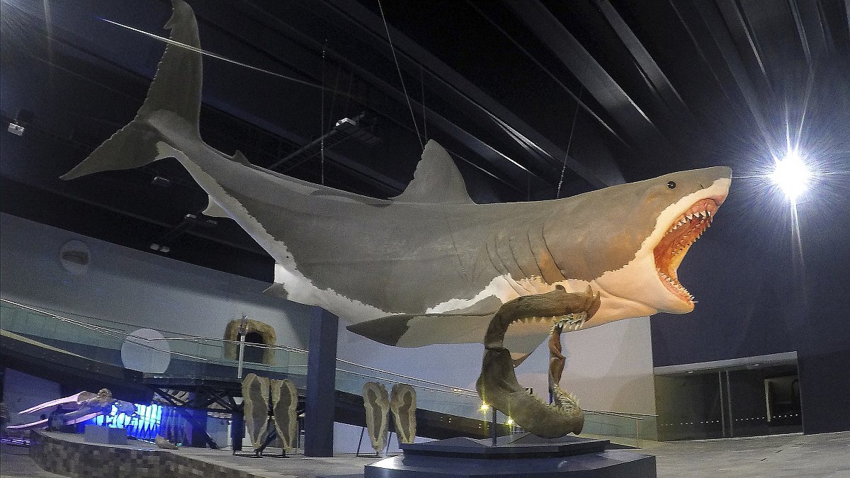 Megalodon Sharks Could Eat Prey the Size of Modern Killer Whales, 3D Model Based on Specimen Suggests