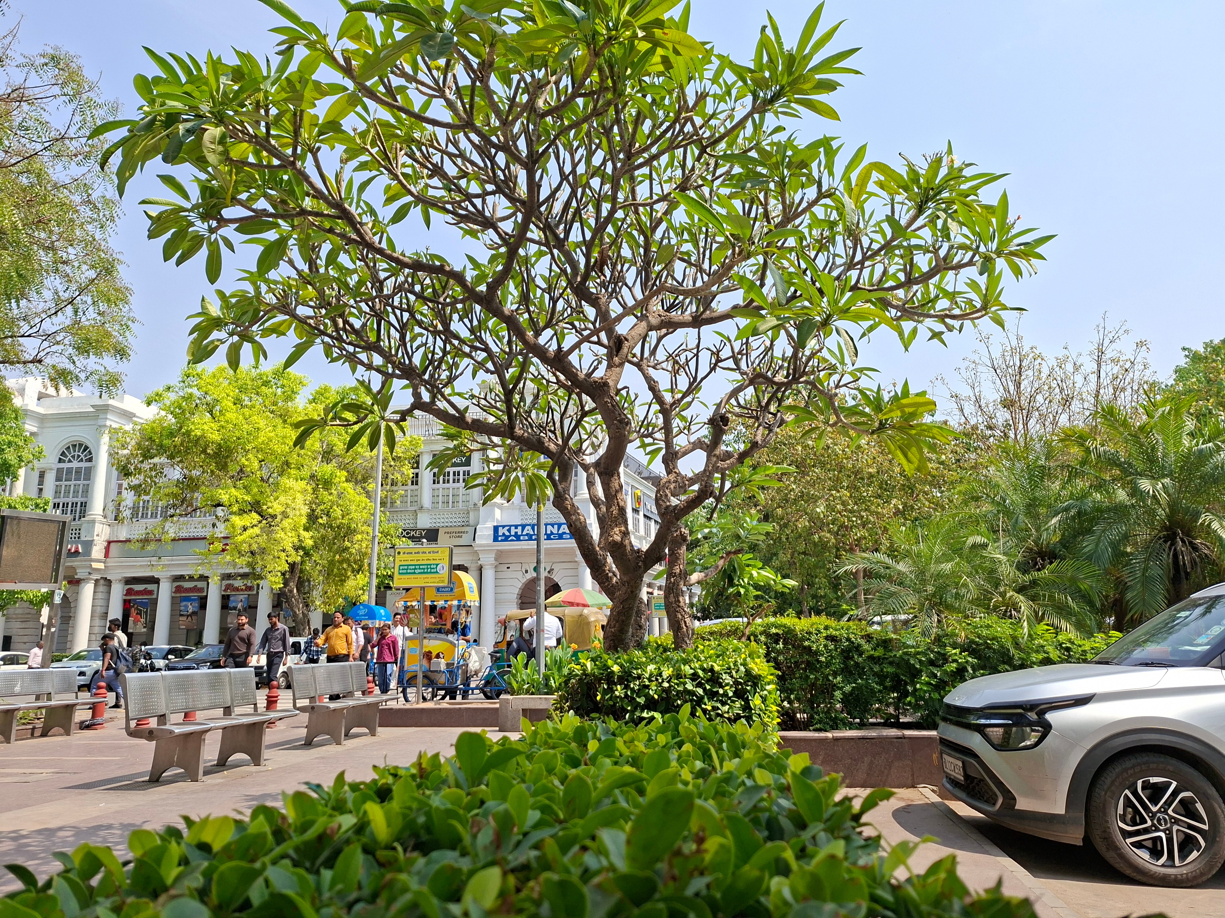 20260402 133504 tree