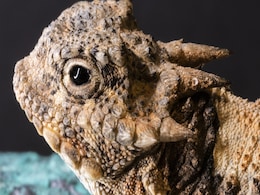 This Short-Horned Lizard Squirts Toxic Blood From its Eyes This Short-Horned Lizard Squirts Toxic Blood From its Eyes