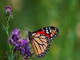 Growing New Forests in Mexico Could Help Protect Oyamel Forests and Monarch Butterflies Growing New Forests in Mexico Could Help Protect Oyamel Forests and Monarch Butterflies