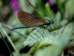 COP16 Biodiversity Summit: How Nations Are Tackling Global Biodiversity Loss and Species Extinction COP16 Biodiversity Summit: How Nations Are Tackling Global Biodiversity Loss and Species Extinction