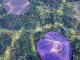 Meet Quaestio Simpsonorum: The Oldest Asymmetrical Animal Found in Australia Meet Quaestio Simpsonorum: The Oldest Asymmetrical Animal Found in Australia