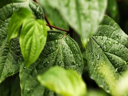 New Study Reveals How Leaves' Resilience to Raindrops Might Help in Agriculture and Renewable Energy New Study Reveals How Leaves' Resilience to Raindrops Might Help in Agriculture and Renewable Energy