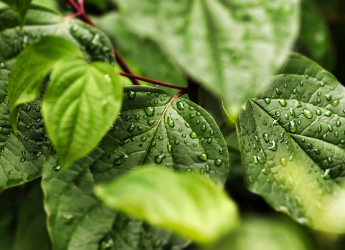 New Study Reveals How Leaves&#039; Resilience to Raindrops Might Help in Agriculture and Renewable Energy