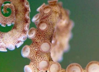 Researchers Create Innovative 3D Maps to Understand Octopus Arm Systems