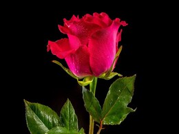 Scientists Unravel Rose Genetics: How Eastern and Western Species Created Modern Varieties Scientists Unravel Rose Genetics: How Eastern and Western Species Created Modern Varieties