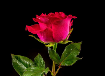 Scientists Unravel Rose Genetics: How Eastern and Western Species Created Modern Varieties