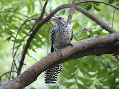 SeasonWatch Is an Indian Initiative to Track Climate Change by Observing Trees