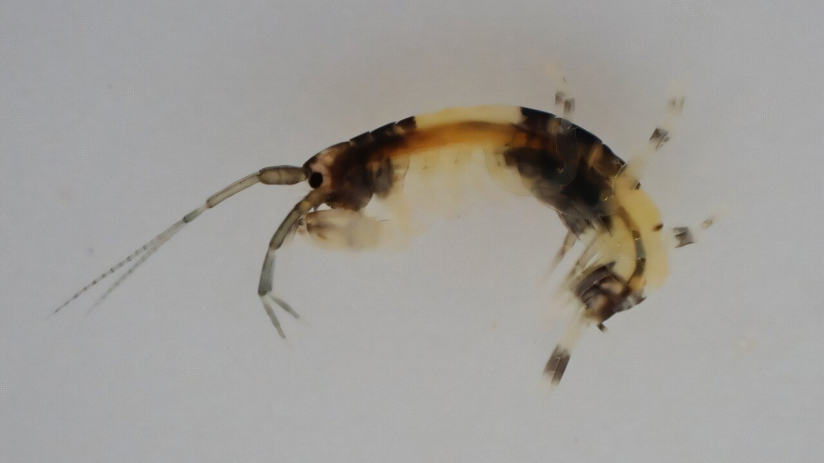 Panda-Coloured Amphipod Confirmed as New Species, Discovered Along Japan&rsquo;s Coastline