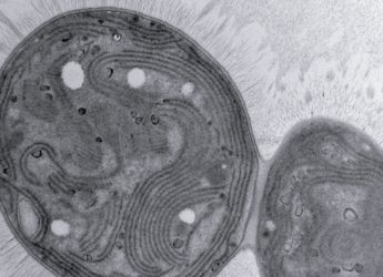 Mutant Cyanobacterium Chonkus Could Help Combat Climate Change with Carbon Storage