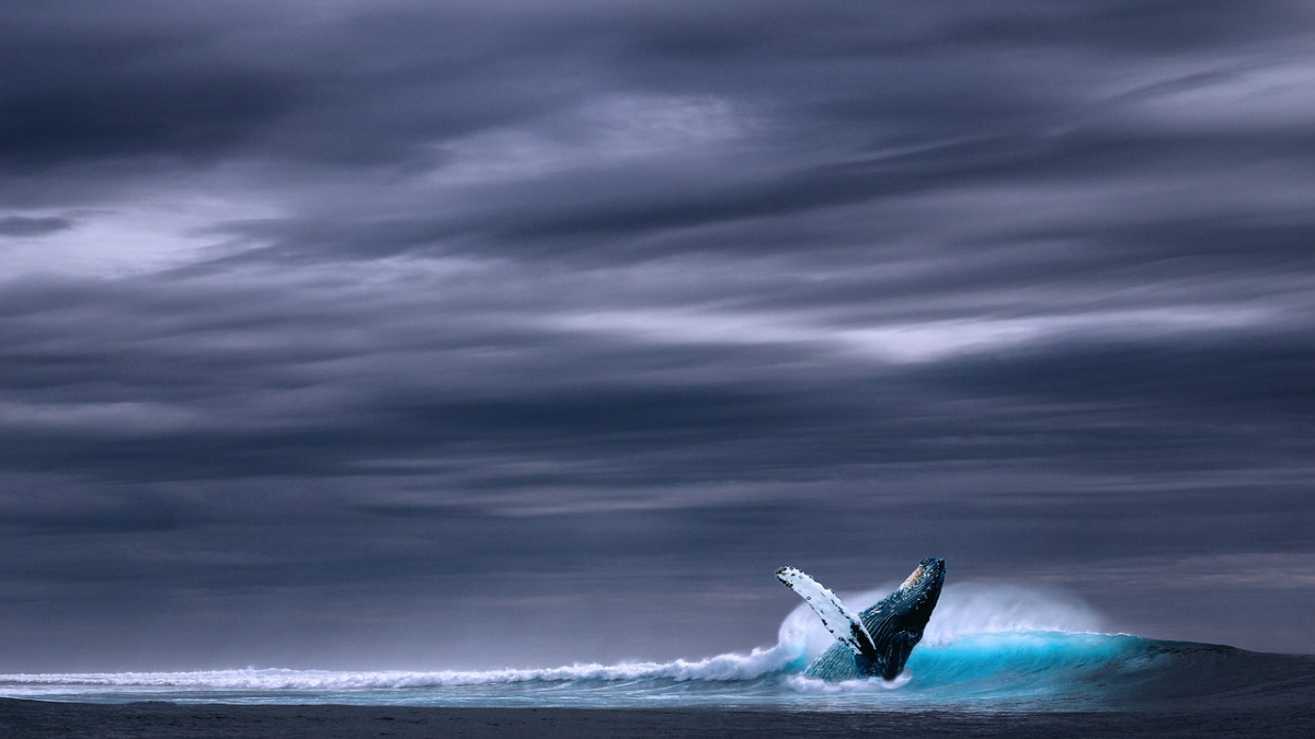 Baleen Whales&rsquo; Hearing Tested for the First Time, Scientists Discover New Capabilities