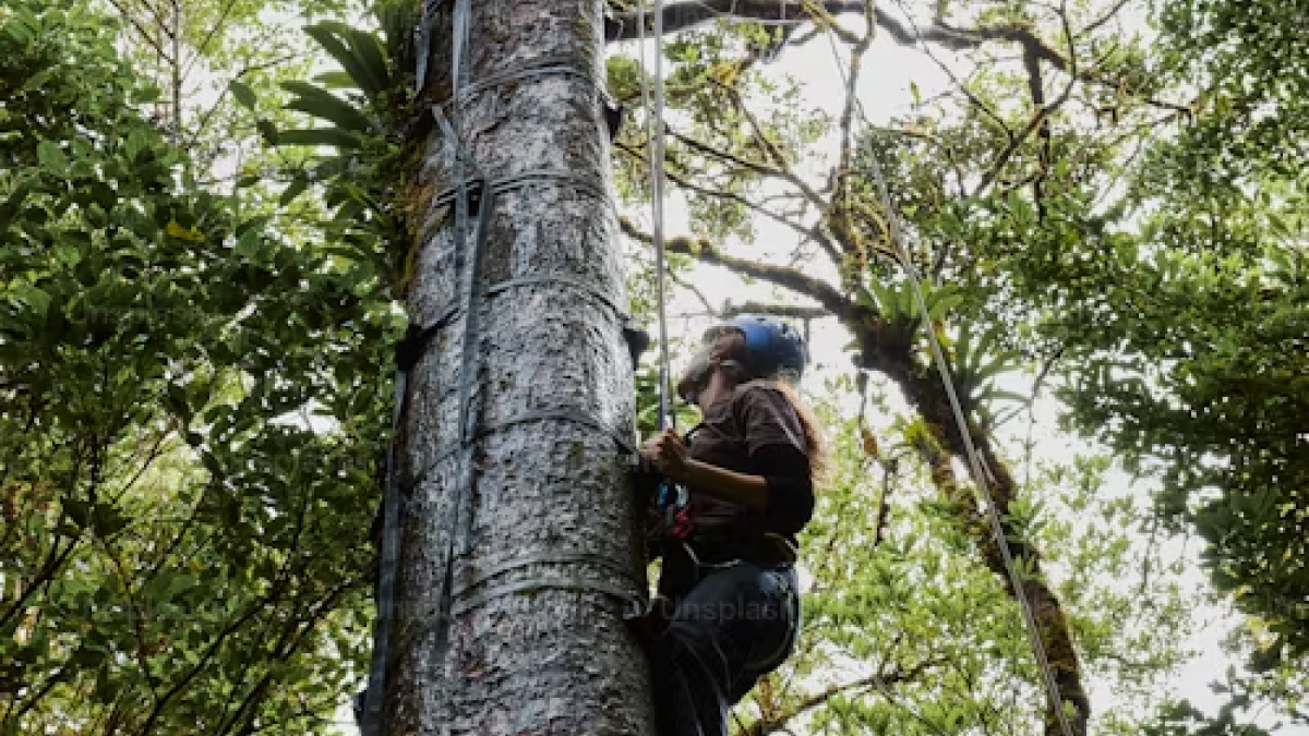 World&rsquo;s Tree Species at Risk of Extinction, Claims New Study