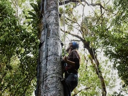 World’s Tree Species at Risk of Extinction, Claims New Study World’s Tree Species at Risk of Extinction, Claims New Study