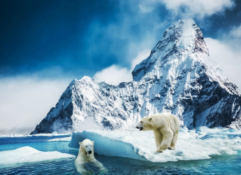 Polar Bears in Alaska Face Rising Pathogen Threats Due to Climate Change