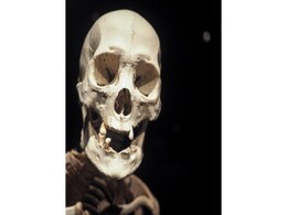 Homo Juluensis Discovered: A New Chapter in Middle Pleistocene Human Evolution Homo Juluensis Discovered: A New Chapter in Middle Pleistocene Human Evolution