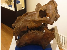 Digital Reconstruction of Dwarf Hippopotamus Skull from Crete Sheds Light on Evolution Digital Reconstruction of Dwarf Hippopotamus Skull from Crete Sheds Light on Evolution