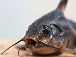 New Species Discovered in Peru’s Alto Mayo Region, Including Blob-Headed Catfish New Species Discovered in Peru’s Alto Mayo Region, Including Blob-Headed Catfish