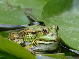 Fungus Wiping Out Frogs: Innovative "Frog Saunas" Offer Hope for Survival Fungus Wiping Out Frogs: Innovative "Frog Saunas" Offer Hope for Survival