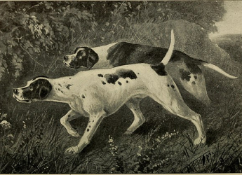 12,000-Year-Old Wolf Remains in Alaska Show Early Signs of Human Interaction