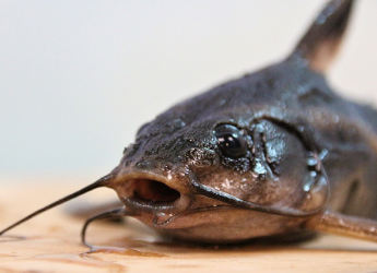 New Species Discovered in Peru&rsquo;s Alto Mayo Region, Including Blob-Headed Catfish
